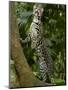 Ocelot (Felis / Leopardus Pardalis) Amazon Rainforest, Ecuador-Pete Oxford-Mounted Premium Photographic Print