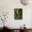 Ocelot (Felis / Leopardus Pardalis) Amazon Rainforest, Ecuador-Pete Oxford-Photographic Print displayed on a wall