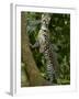 Ocelot (Felis / Leopardus Pardalis) Amazon Rainforest, Ecuador-Pete Oxford-Framed Photographic Print