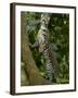 Ocelot (Felis / Leopardus Pardalis) Amazon Rainforest, Ecuador-Pete Oxford-Framed Photographic Print