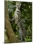 Ocelot (Felis / Leopardus Pardalis) Amazon Rainforest, Ecuador-Pete Oxford-Mounted Photographic Print