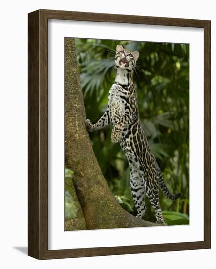 Ocelot (Felis / Leopardus Pardalis) Amazon Rainforest, Ecuador-Pete Oxford-Framed Photographic Print