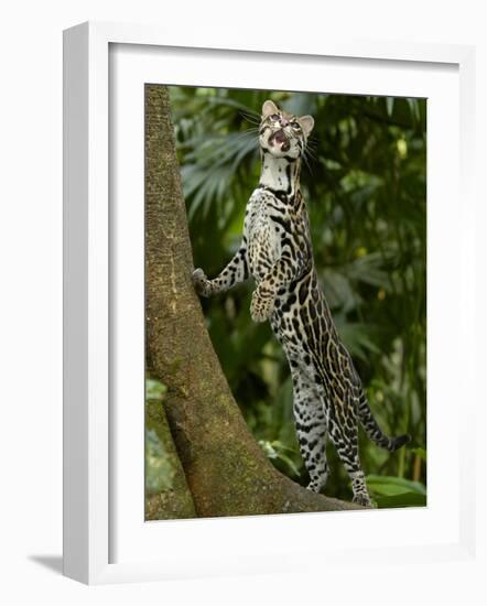 Ocelot (Felis / Leopardus Pardalis) Amazon Rainforest, Ecuador-Pete Oxford-Framed Photographic Print