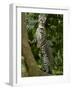 Ocelot (Felis / Leopardus Pardalis) Amazon Rainforest, Ecuador-Pete Oxford-Framed Photographic Print