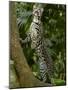 Ocelot (Felis / Leopardus Pardalis) Amazon Rainforest, Ecuador-Pete Oxford-Mounted Photographic Print