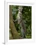 Ocelot (Felis / Leopardus Pardalis) Amazon Rainforest, Ecuador-Pete Oxford-Framed Photographic Print