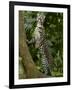 Ocelot (Felis / Leopardus Pardalis) Amazon Rainforest, Ecuador-Pete Oxford-Framed Photographic Print