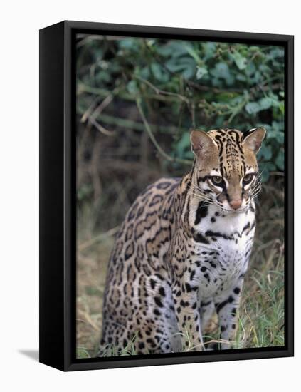 Ocelot (Felis Pardalis)-Lynn M^ Stone-Framed Stretched Canvas