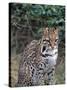 Ocelot (Felis Pardalis)-Lynn M^ Stone-Stretched Canvas