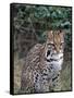 Ocelot (Felis Pardalis)-Lynn M^ Stone-Framed Stretched Canvas