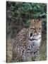 Ocelot (Felis Pardalis)-Lynn M^ Stone-Stretched Canvas