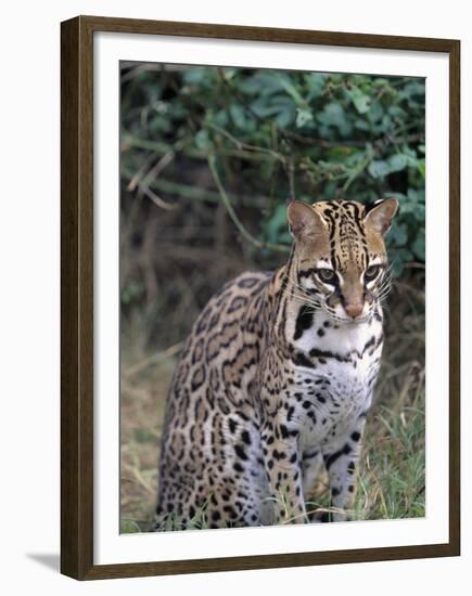 Ocelot (Felis Pardalis)-Lynn M^ Stone-Framed Premium Photographic Print