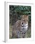 Ocelot (Felis Pardalis)-Lynn M^ Stone-Framed Premium Photographic Print