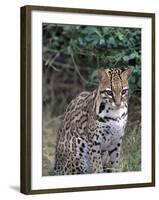 Ocelot (Felis Pardalis)-Lynn M^ Stone-Framed Premium Photographic Print