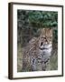 Ocelot (Felis Pardalis)-Lynn M^ Stone-Framed Premium Photographic Print