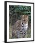 Ocelot (Felis Pardalis)-Lynn M^ Stone-Framed Premium Photographic Print