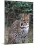 Ocelot (Felis Pardalis)-Lynn M^ Stone-Mounted Premium Photographic Print