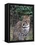 Ocelot (Felis Pardalis)-Lynn M^ Stone-Framed Stretched Canvas