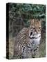 Ocelot (Felis Pardalis)-Lynn M^ Stone-Stretched Canvas