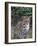 Ocelot (Felis Pardalis)-Lynn M^ Stone-Framed Photographic Print