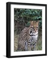 Ocelot (Felis Pardalis)-Lynn M^ Stone-Framed Photographic Print