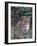 Ocelot (Felis Pardalis)-Lynn M^ Stone-Framed Photographic Print