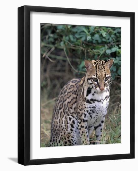 Ocelot (Felis Pardalis)-Lynn M^ Stone-Framed Photographic Print