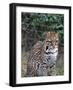 Ocelot (Felis Pardalis)-Lynn M^ Stone-Framed Photographic Print