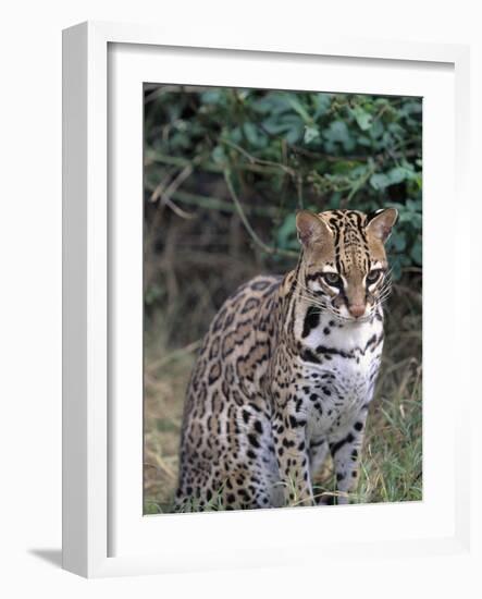 Ocelot (Felis Pardalis)-Lynn M^ Stone-Framed Photographic Print