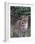 Ocelot (Felis Pardalis)-Lynn M^ Stone-Framed Photographic Print