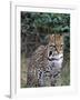 Ocelot (Felis Pardalis)-Lynn M^ Stone-Framed Photographic Print