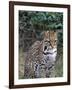 Ocelot (Felis Pardalis)-Lynn M^ Stone-Framed Photographic Print