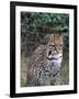 Ocelot (Felis Pardalis)-Lynn M^ Stone-Framed Photographic Print