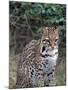 Ocelot (Felis Pardalis)-Lynn M^ Stone-Mounted Photographic Print