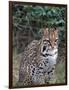 Ocelot (Felis Pardalis)-Lynn M^ Stone-Framed Photographic Print