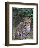 Ocelot (Felis Pardalis)-Lynn M^ Stone-Framed Photographic Print