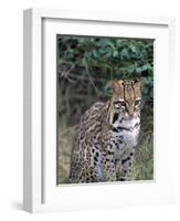 Ocelot (Felis Pardalis)-Lynn M^ Stone-Framed Photographic Print