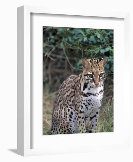 Ocelot (Felis Pardalis)-Lynn M^ Stone-Framed Photographic Print