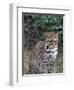 Ocelot (Felis Pardalis)-Lynn M^ Stone-Framed Photographic Print