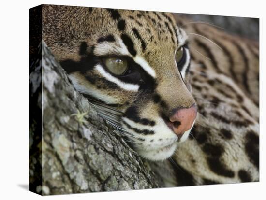 Ocelot Female Resting on Mesquite Tree, Welder Wildlife Refuge, Sinton, Texas, USA-Rolf Nussbaumer-Stretched Canvas