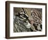 Ocelot Female Resting on Mesquite Tree, Welder Wildlife Refuge, Sinton, Texas, USA-Rolf Nussbaumer-Framed Photographic Print