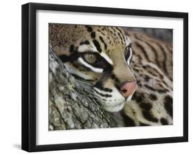 Ocelot Female Resting on Mesquite Tree, Welder Wildlife Refuge, Sinton, Texas, USA-Rolf Nussbaumer-Framed Photographic Print