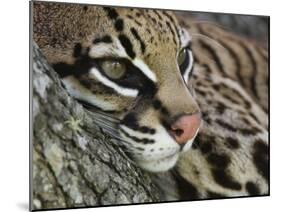 Ocelot Female Resting on Mesquite Tree, Welder Wildlife Refuge, Sinton, Texas, USA-Rolf Nussbaumer-Mounted Photographic Print