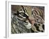 Ocelot Female Resting on Mesquite Tree, Welder Wildlife Refuge, Sinton, Texas, USA-Rolf Nussbaumer-Framed Photographic Print