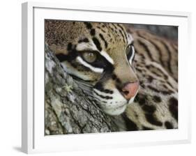 Ocelot Female Resting on Mesquite Tree, Welder Wildlife Refuge, Sinton, Texas, USA-Rolf Nussbaumer-Framed Photographic Print