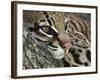 Ocelot Female Resting on Mesquite Tree, Welder Wildlife Refuge, Sinton, Texas, USA-Rolf Nussbaumer-Framed Photographic Print