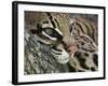 Ocelot Female Resting on Mesquite Tree, Welder Wildlife Refuge, Sinton, Texas, USA-Rolf Nussbaumer-Framed Photographic Print