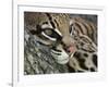 Ocelot Female Resting on Mesquite Tree, Welder Wildlife Refuge, Sinton, Texas, USA-Rolf Nussbaumer-Framed Photographic Print