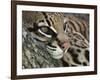 Ocelot Female Resting on Mesquite Tree, Welder Wildlife Refuge, Sinton, Texas, USA-Rolf Nussbaumer-Framed Photographic Print