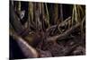 Ocelot hiding amongst tree roots, Costa Rica, Cent. America-Paul Williams-Mounted Photographic Print